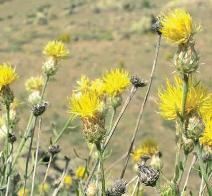 Centaurea drabifolia