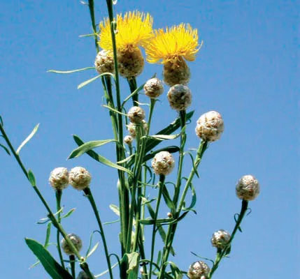 Centaurea glastifolia