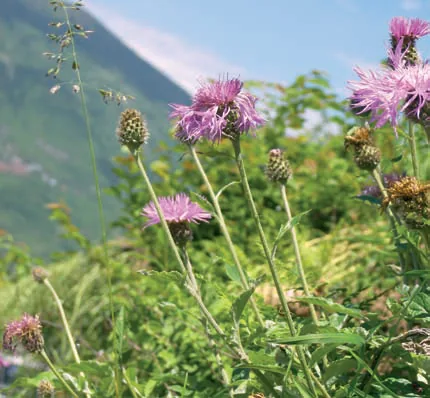 Centaurea hypoleuca