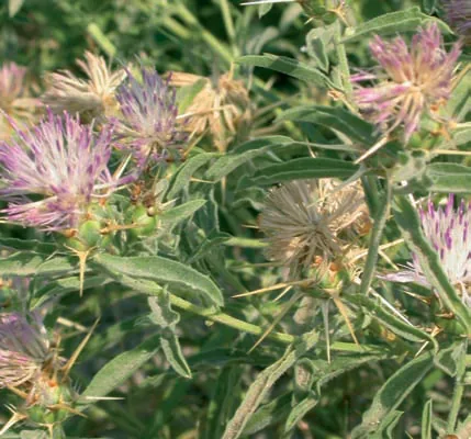 Centaurea iberica