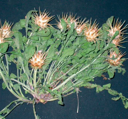 Centaurea lydia