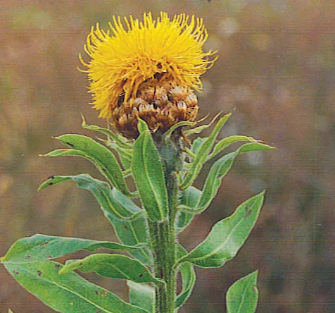 Centaurea macrocephala