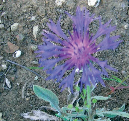 Centaurea pichleri