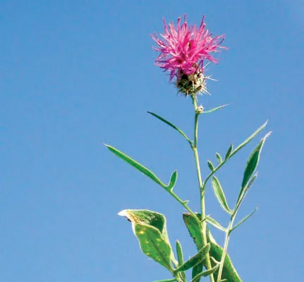 Centaurea pseudocabisa