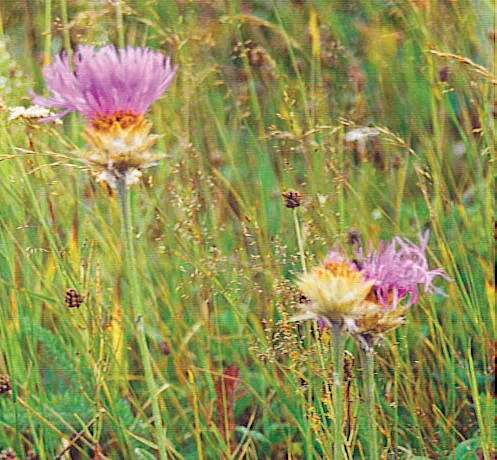 Centaurea pulcherrima