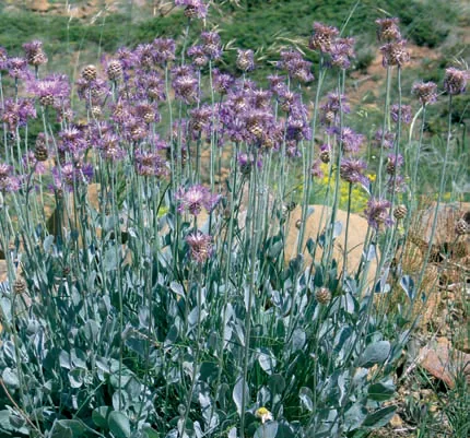 Centaurea pyrhoblephara