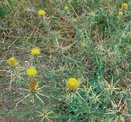 Centaurea solstitialis