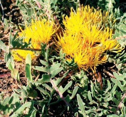 Centaurea sessilis