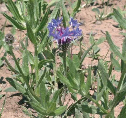 Centaurea triumfettii