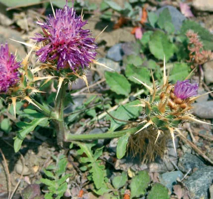 Centaurea urvillei subsp. stepposa
