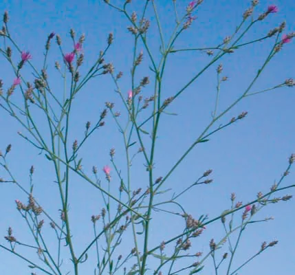 Centaurea virgata