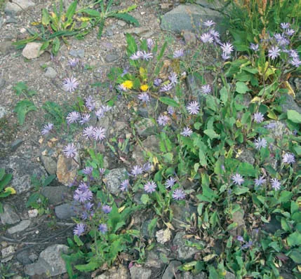 Cicerbita racemosa