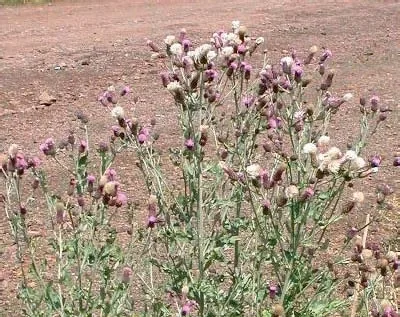 Cirsium arvense