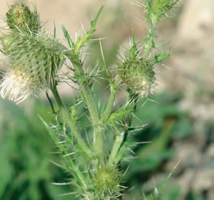 Cirsium echinus