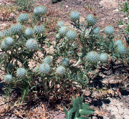 Cirsium cephalotes