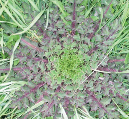 Cirsium rhizocephalum