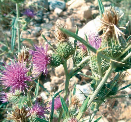 Cirsium lappaceum
