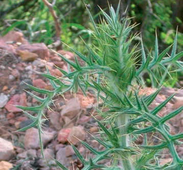 Cirsium sipyleum