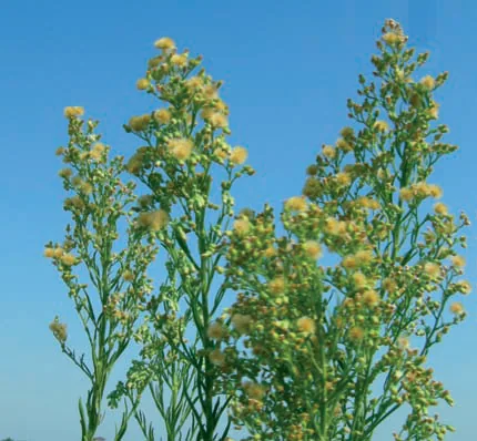Conyza canadensis
