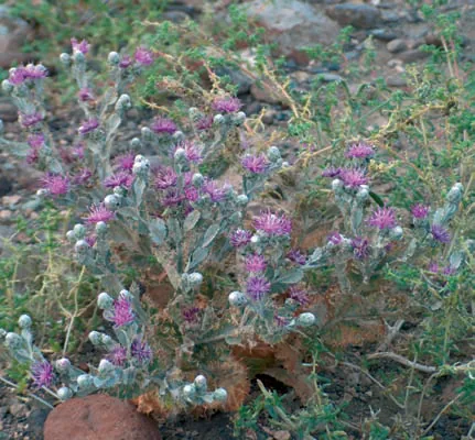 Cousinia eriocephala