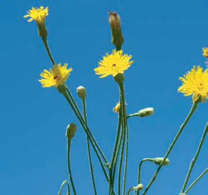 Crepis armena