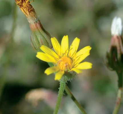 Crepis foedita