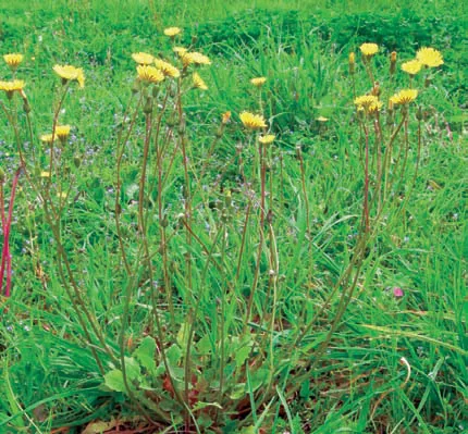 Crepis vesicaria