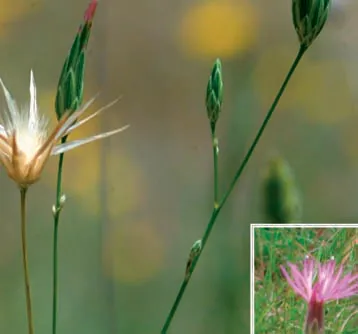 Crupina crupinastrum