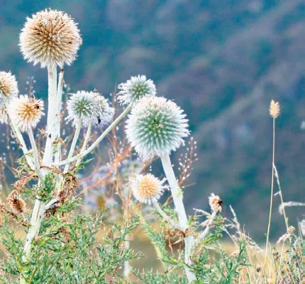 Echinops pungens