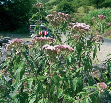 Eupatorium cannabinum