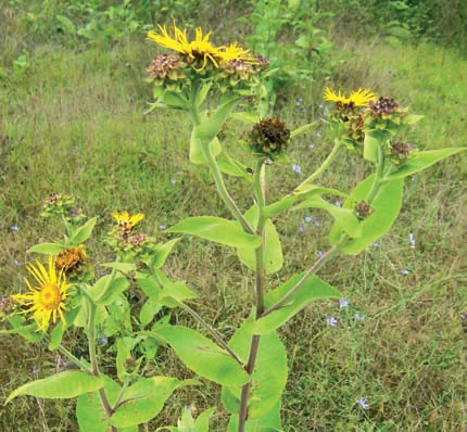 Inula helenium subsp. turcoracemosa