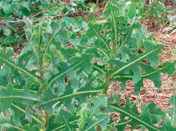 Lactuca serriola