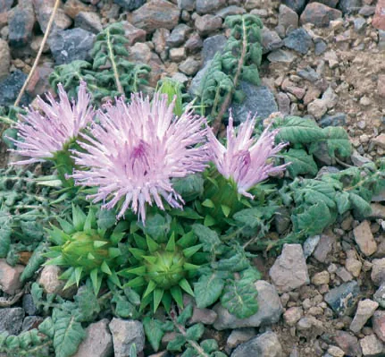 Jurinella moschus