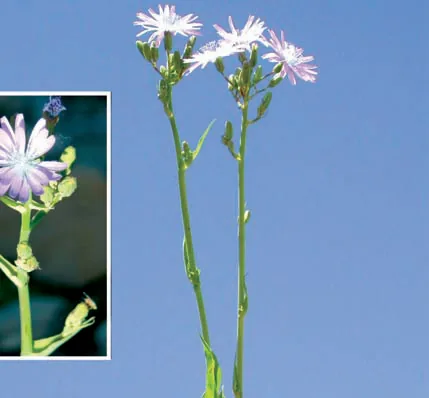 Mulgedium tataricum