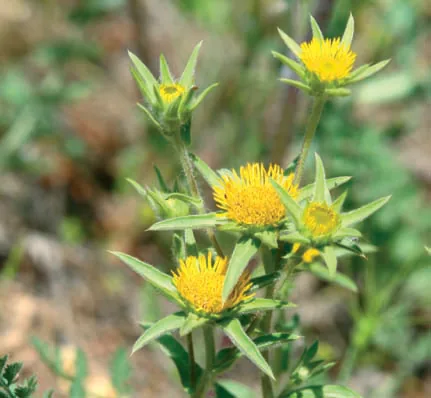 Pallenis spinosa