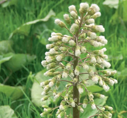 Petasites hybridus
