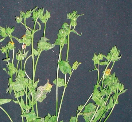 Picris echioides