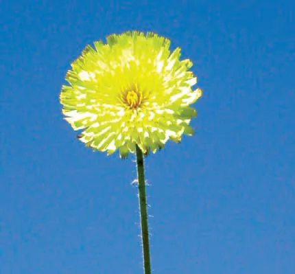 Pilosella hoppeana subsp. plisquama