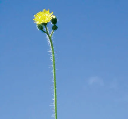 Pilosella echioides