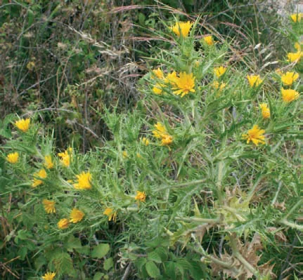 Scolymus hispanicus