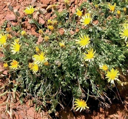 Scorzonera cana