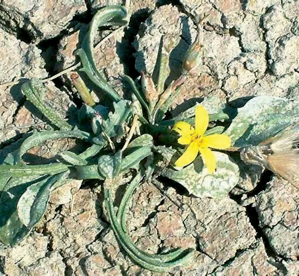 Scorzonera hieraciifolia