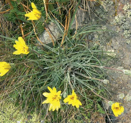 Scorzonera cana var. cana