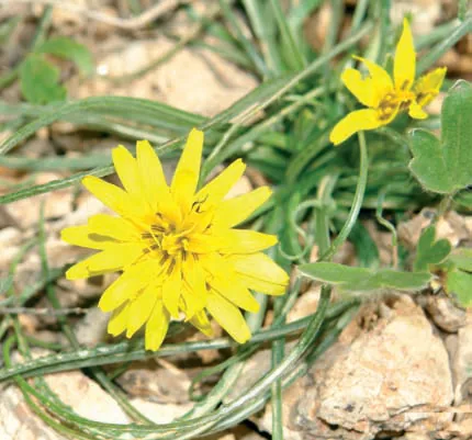 Scorzonera mollis