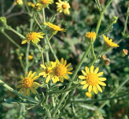 Senecio aquaticus
