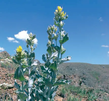 Scorzonera tomentosa