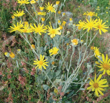 Senecio cilicius