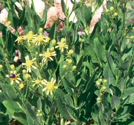Senecio doriiformis