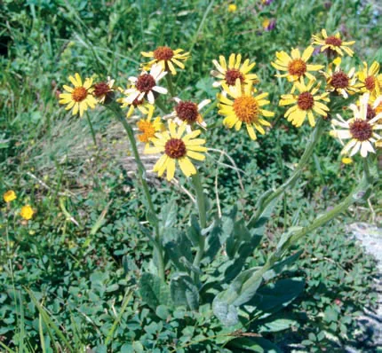 Senecio integrifolius