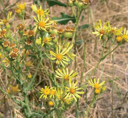 Senecio mollis